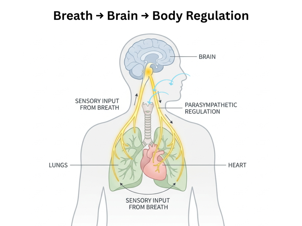 Diagram showing lungs, brain, vagus nerve, and heart illustrating how breathing influences the nervous system through neural signaling pathways