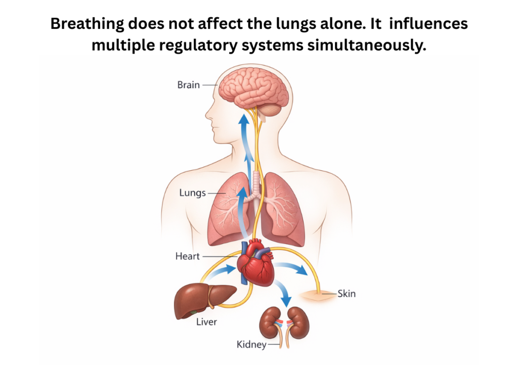 Diagram showing the vagus nerve connecting the brain with lungs, heart, liver, and other organs involved in nervous system regulation